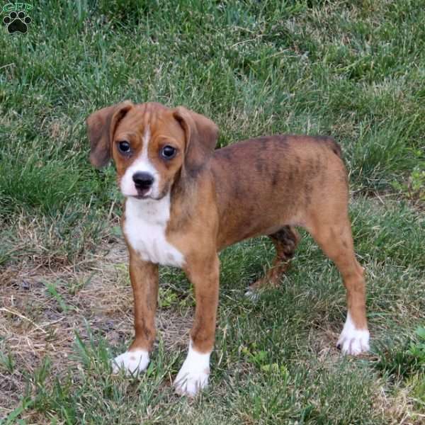 Dewdrop, Boston Terrier Mix Puppy